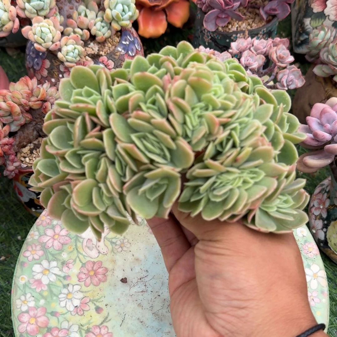 星娜塔小树朵朵缀