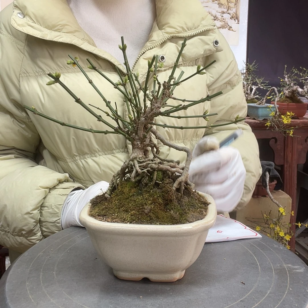 无花朵迎春花开了