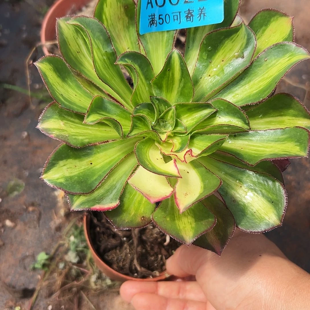 0022多肉植物中班彩