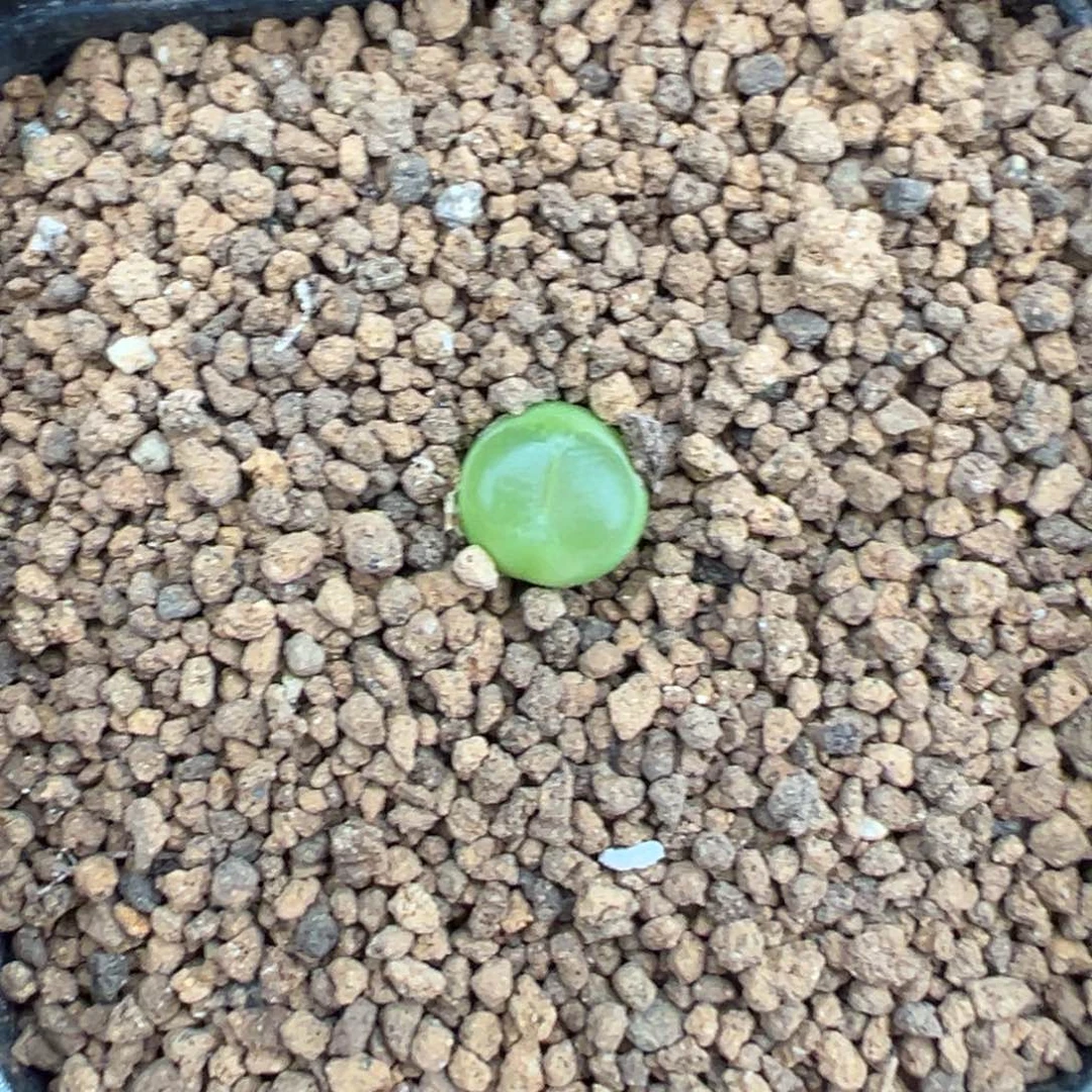 22-12雪茄多肉植物