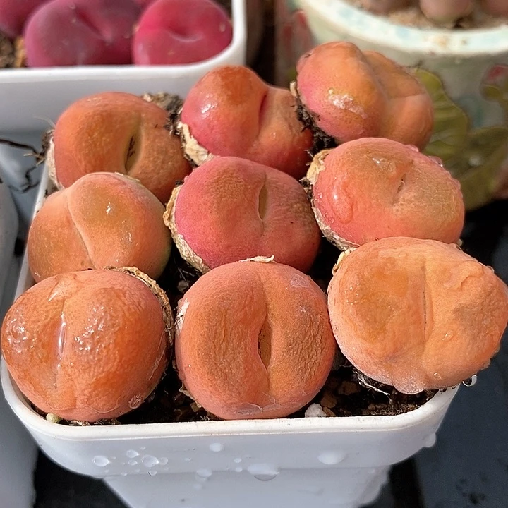 丝绒水蜜桃一颗一颗