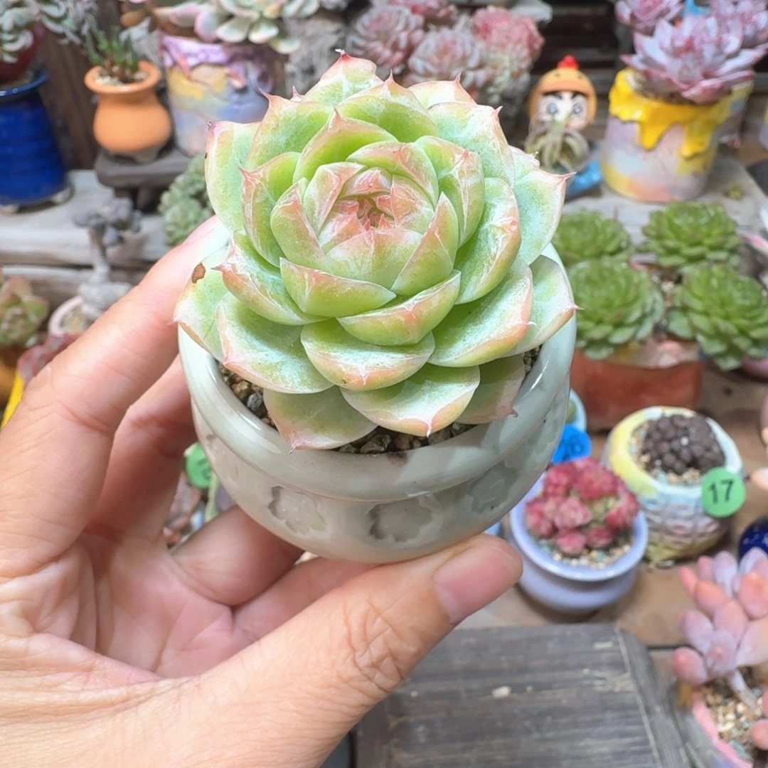 海洋珍妮 多肉含盆土 一物一拍