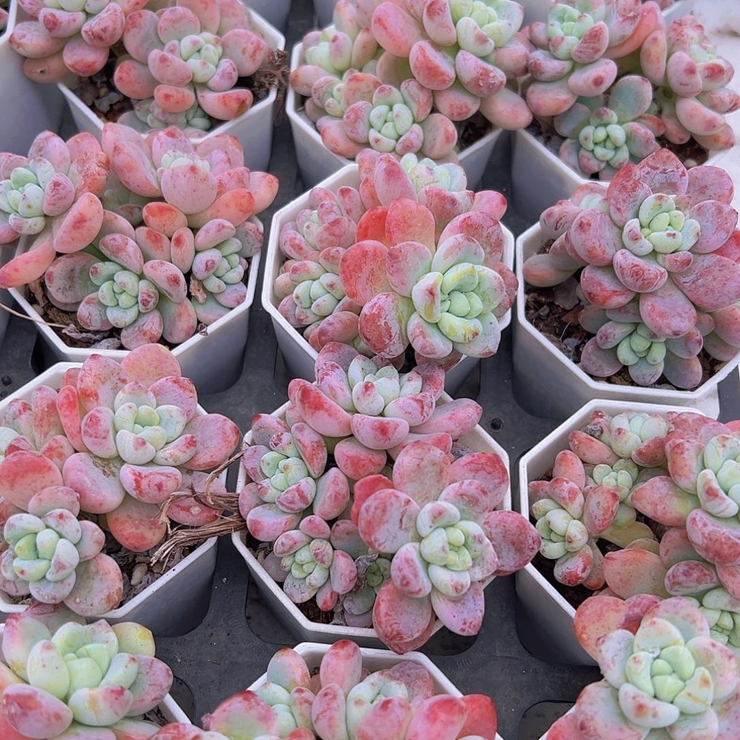 樱花罗琦19包邮多肉