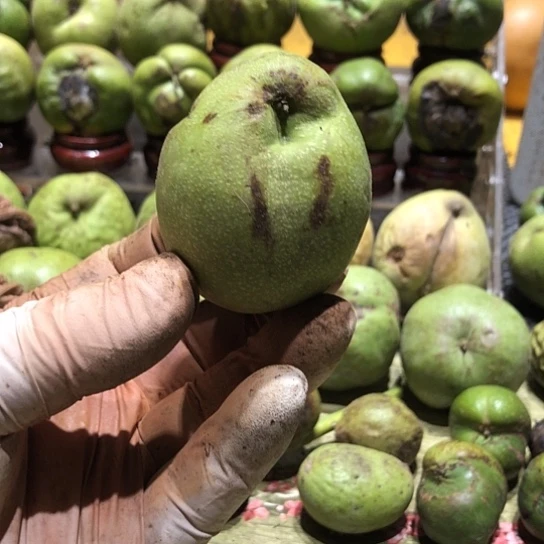 吊坠桃核核桃核桃