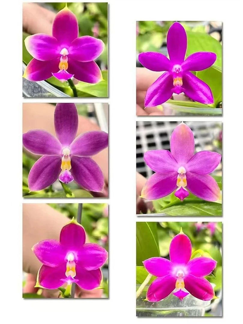 实生紫精灵 3寸 开花株 少根  瑕疵 鲜花绿植 蝴蝶兰