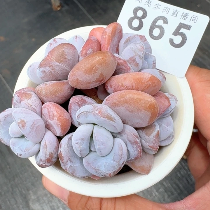 粉兔控养            多肉植物
