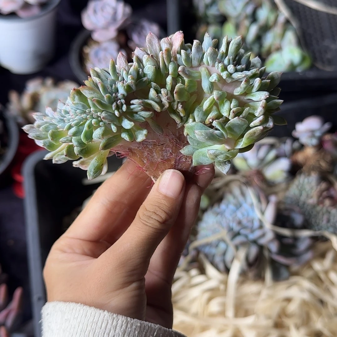 星影缀化一物一拍