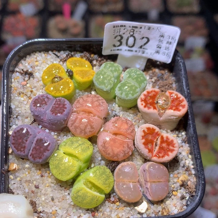 精品生石花28.302