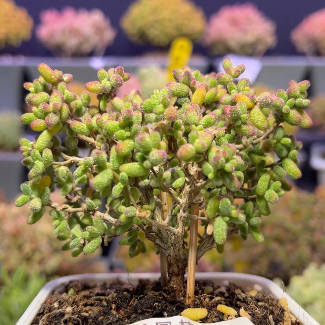 【闪购商品】v958直杆糖球白糊斑锦