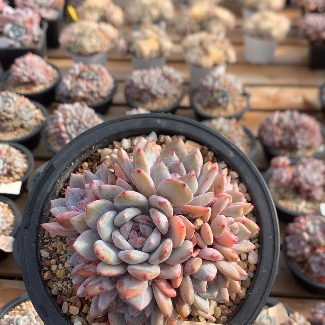 12.厘米九头有砍紫皮捧花石榴籽 5876