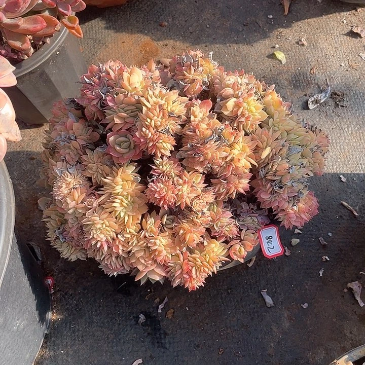 842丝绸缀化 一物一拍多肉