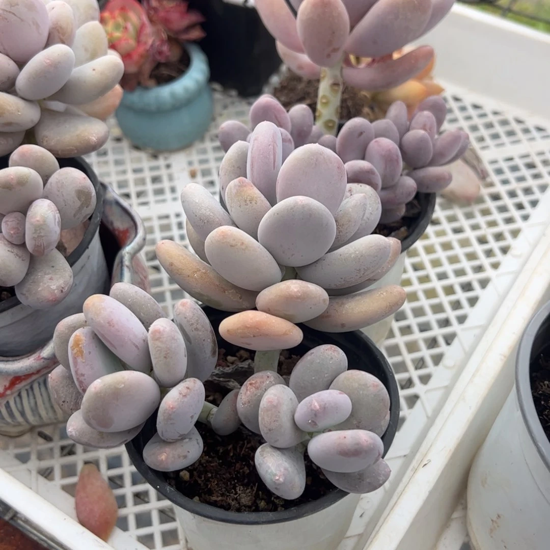 橙雪球三头起多肉三盆