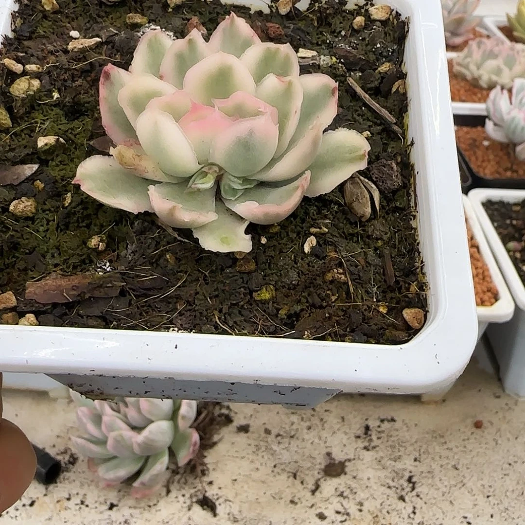 紫蝴蝶锦多肉植物