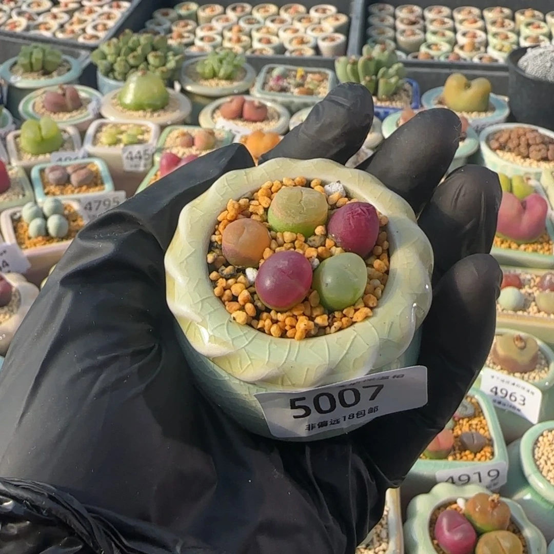 5007--一物一拍 带盆