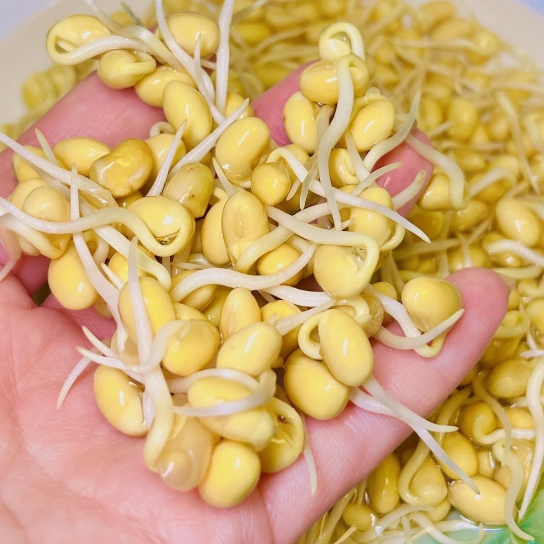 遵义凤冈农家自种黄豆生新鲜金黄YJ标准生产黄豆芽煲汤炒菜好吃