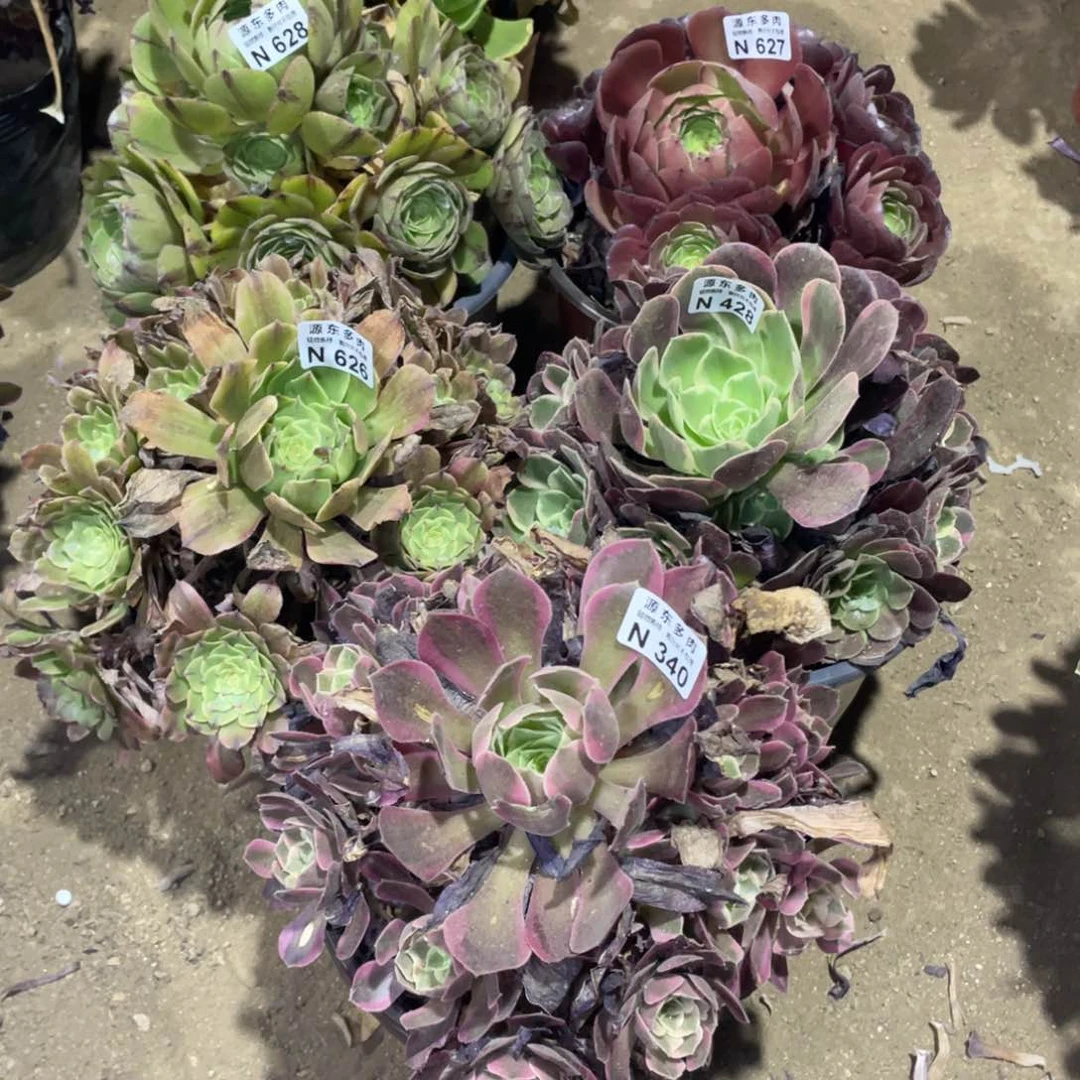 627-628-626-340-428五颗