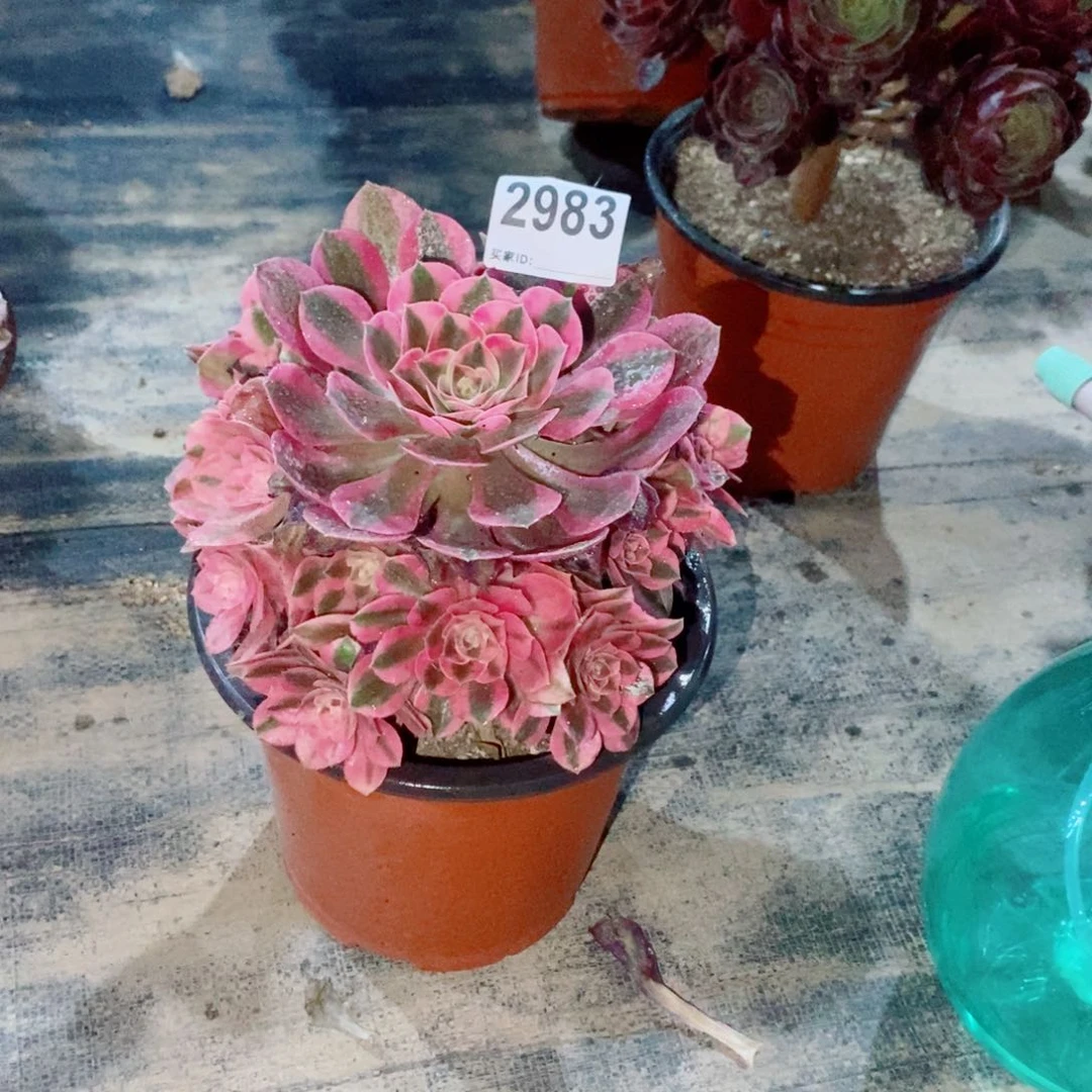 粉女巫2983多肉1111