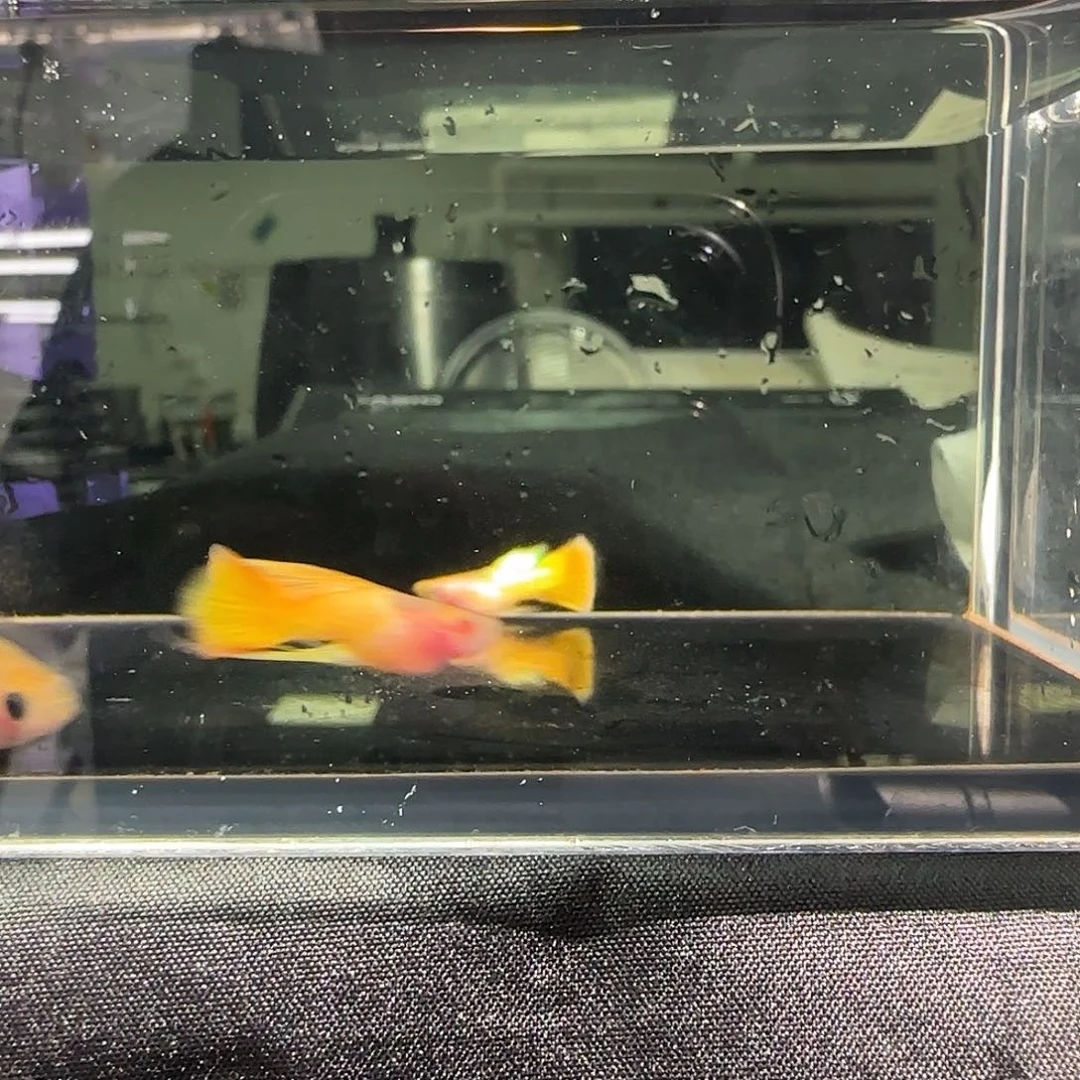 孔雀鱼关注主播可以竞拍