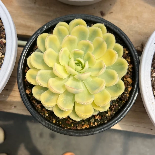 草莓冰锦 多肉 夏鸣园艺