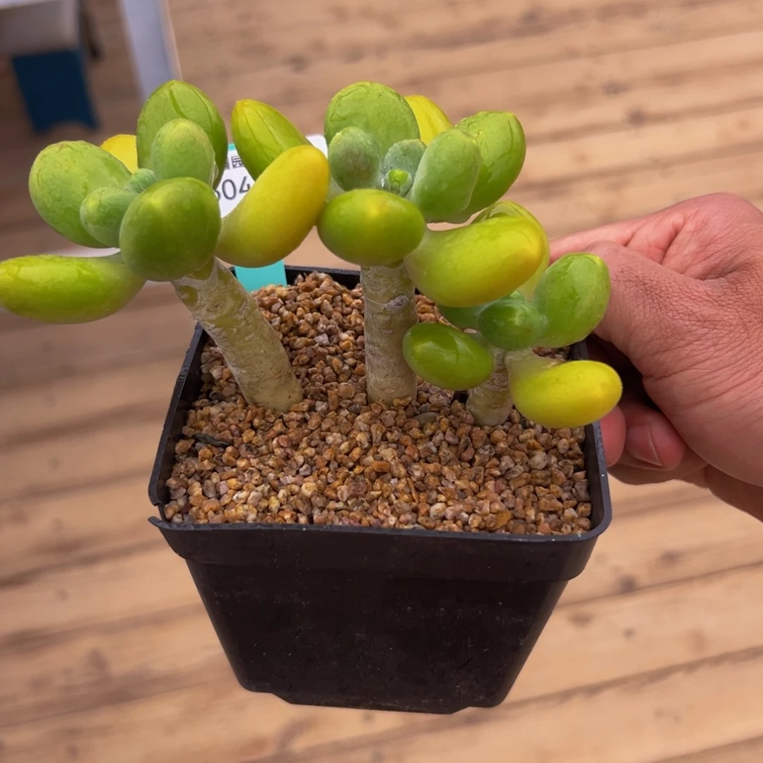 多肉一物一拍0604.208