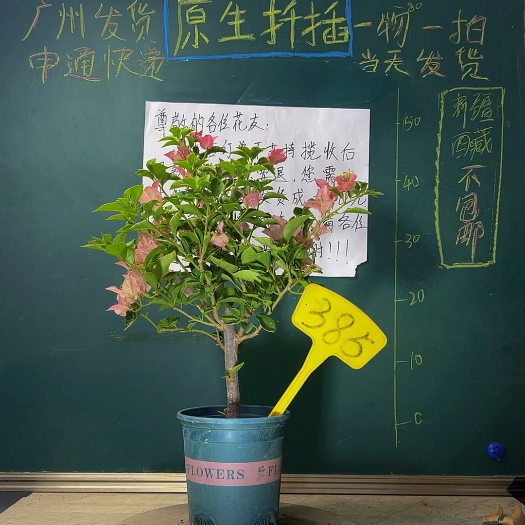 当前无花栽培后可以开花卡亚塔 385