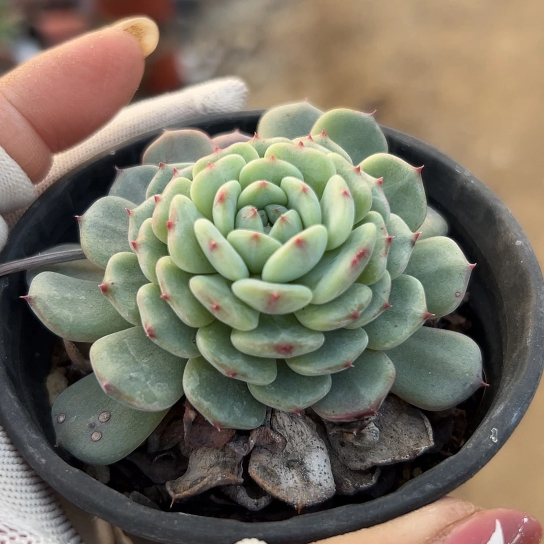 多肉植物多肉植物