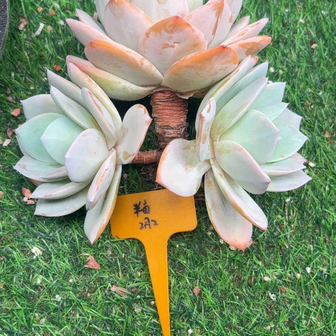 一物一拍链接，半亩