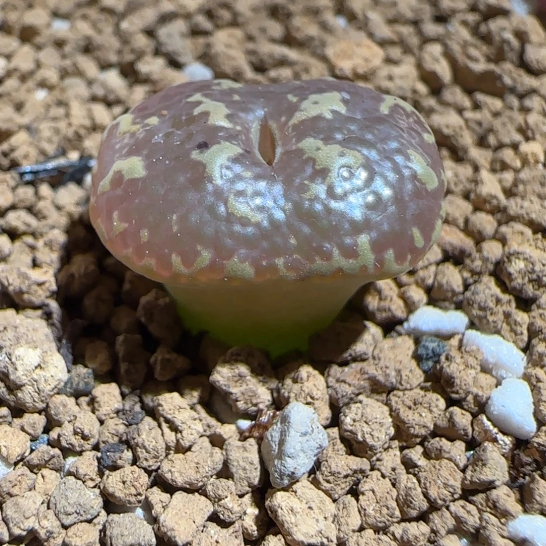 肉锥多肉植物组合-超级泡泡勋1662