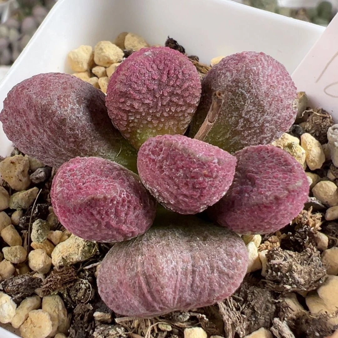 w夏娃多肉植物水泡