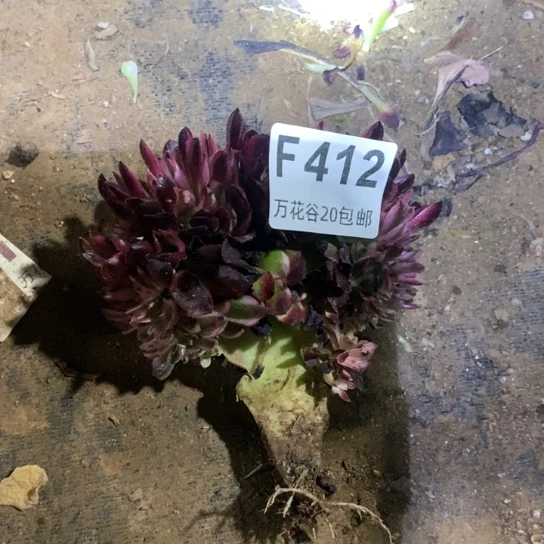 412倾城缀无售后有瑕疵