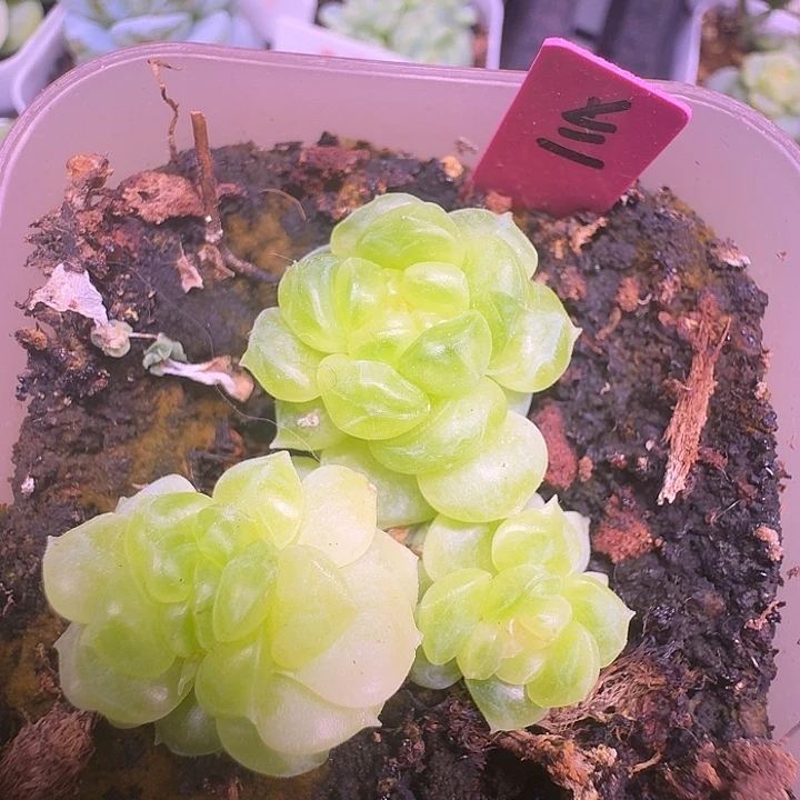 珍妮群朵朵狗老板专拍