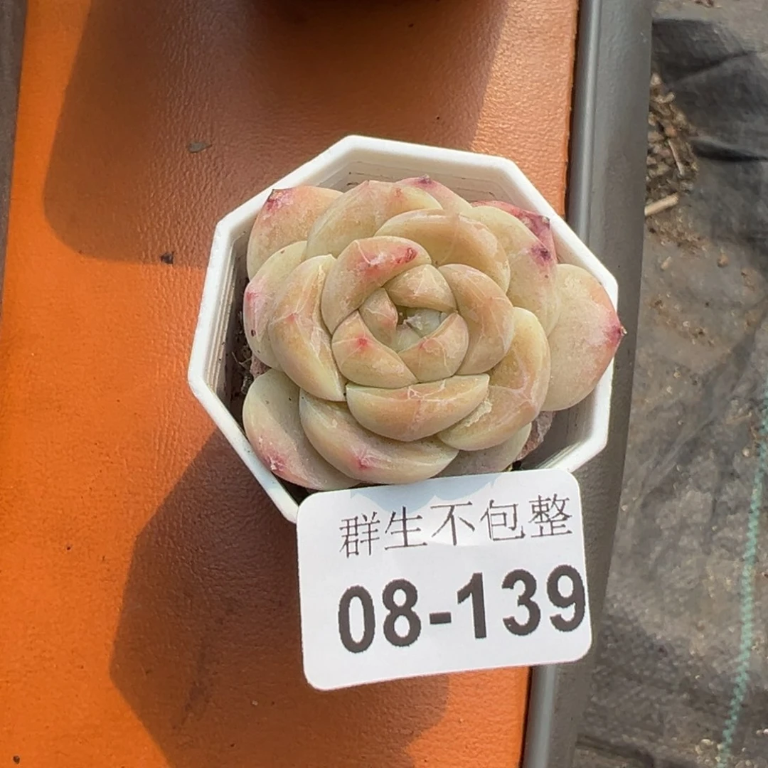 小卡拉米糖心一物一拍8-139