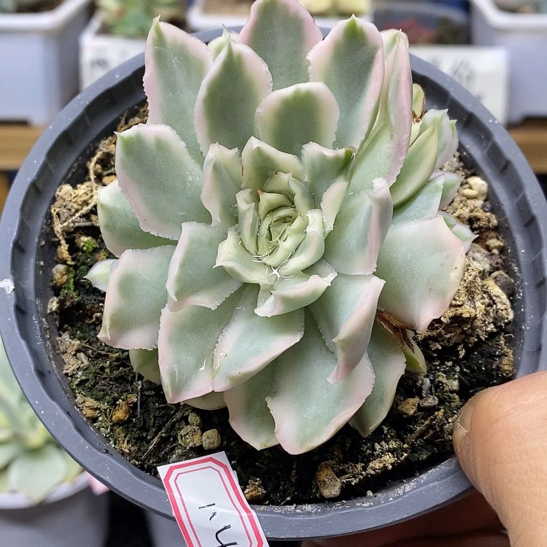 11114 紫蝴蝶锦 3 头自然群