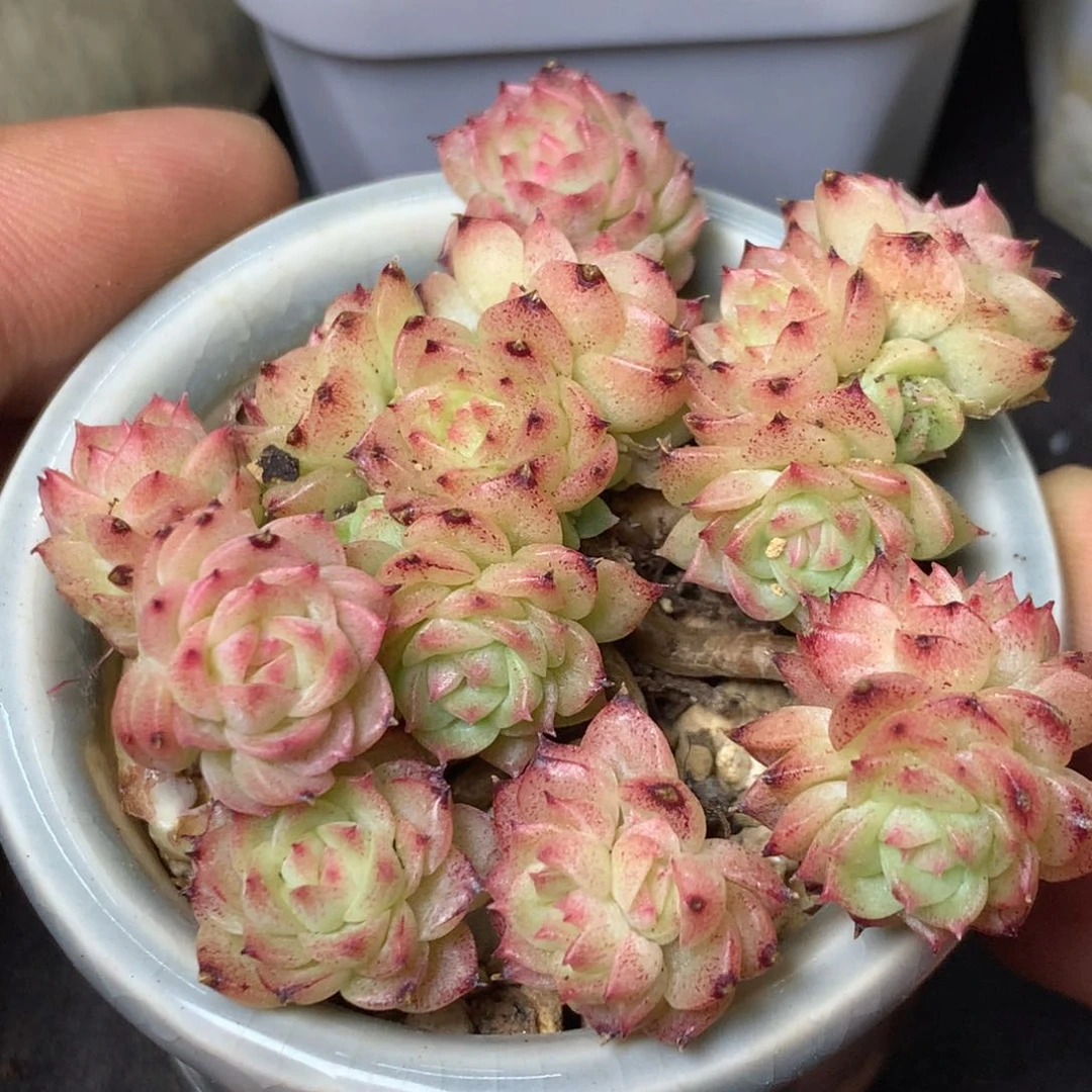 41 精品多肉一物一拍