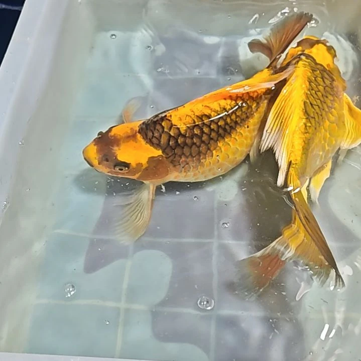 海水淡水养殖基地