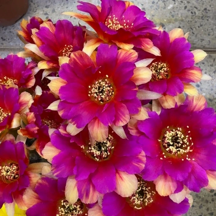 351丽花光环歪3公分左右无根侧牙，20包邮