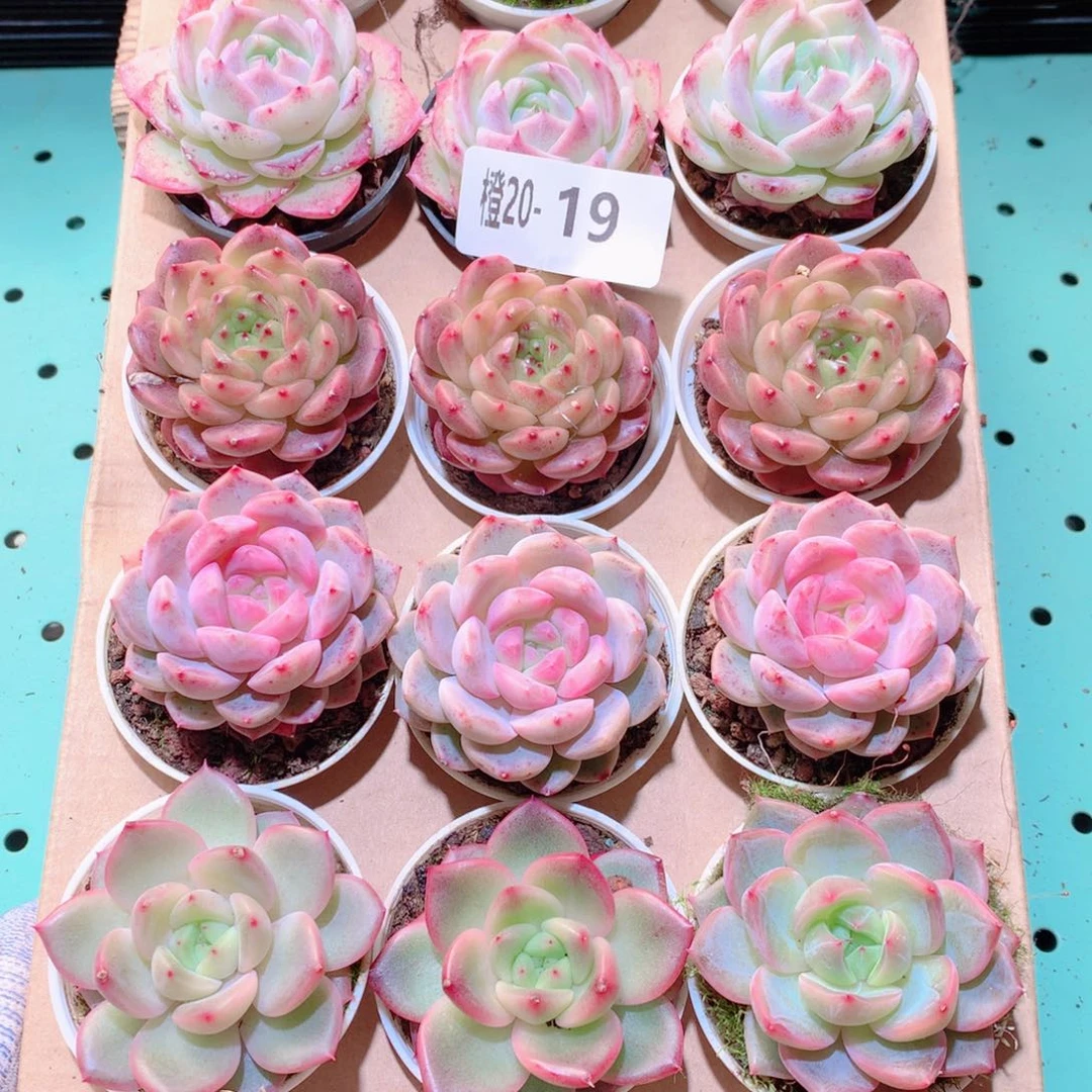 20-19一物一拍多肉带盆18颗