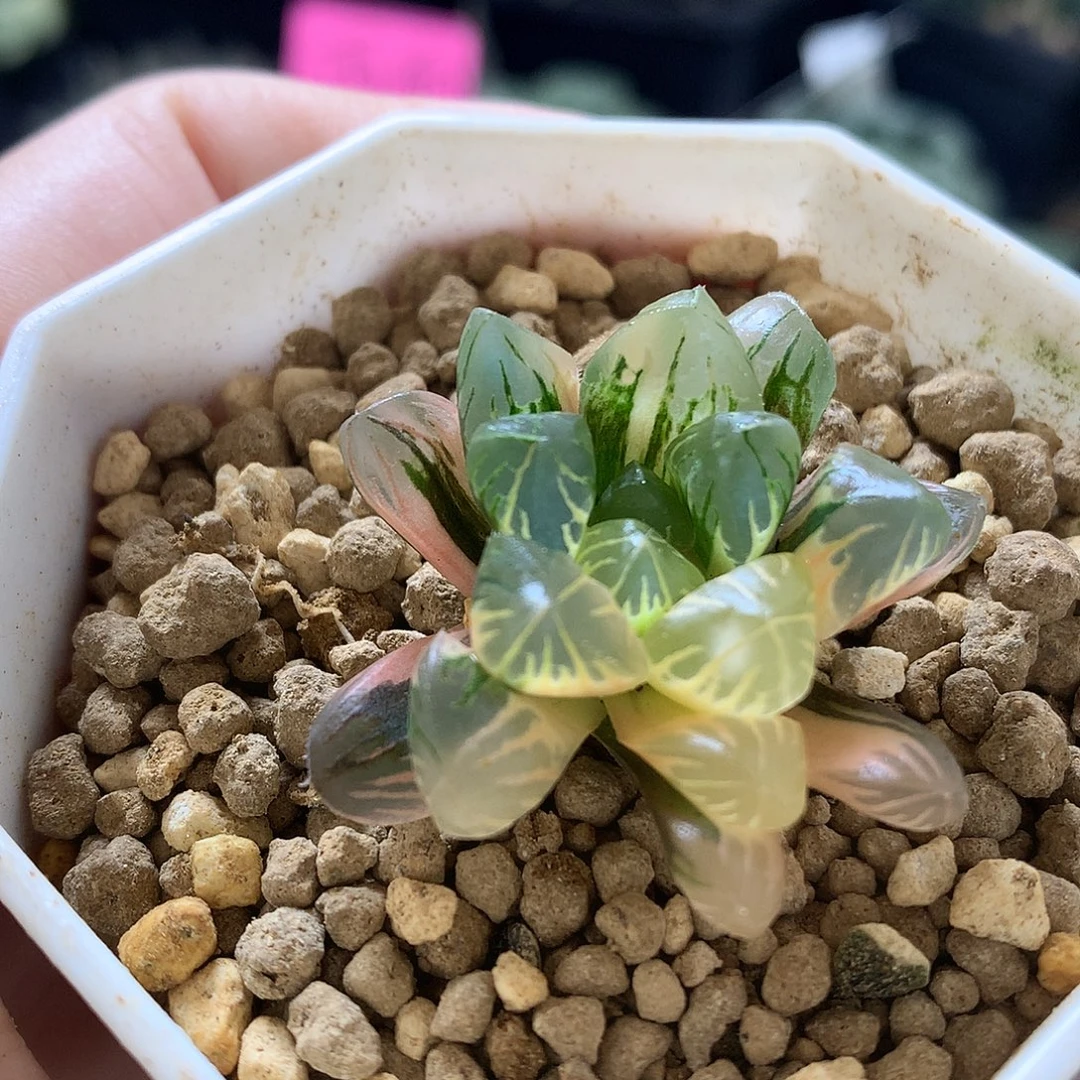 日出玉露锦带盆土发货loll