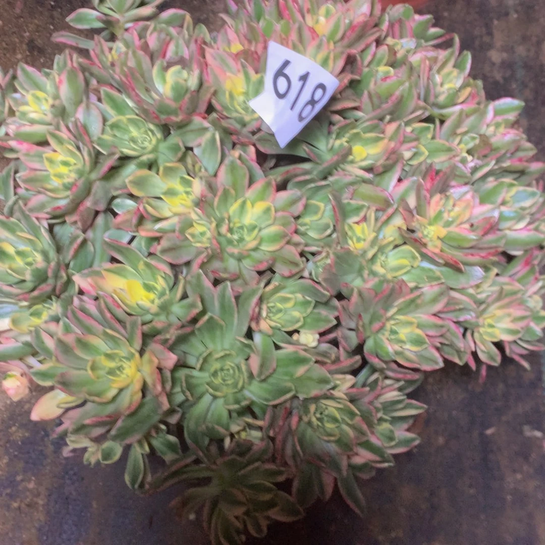 618甜茶多肉植物