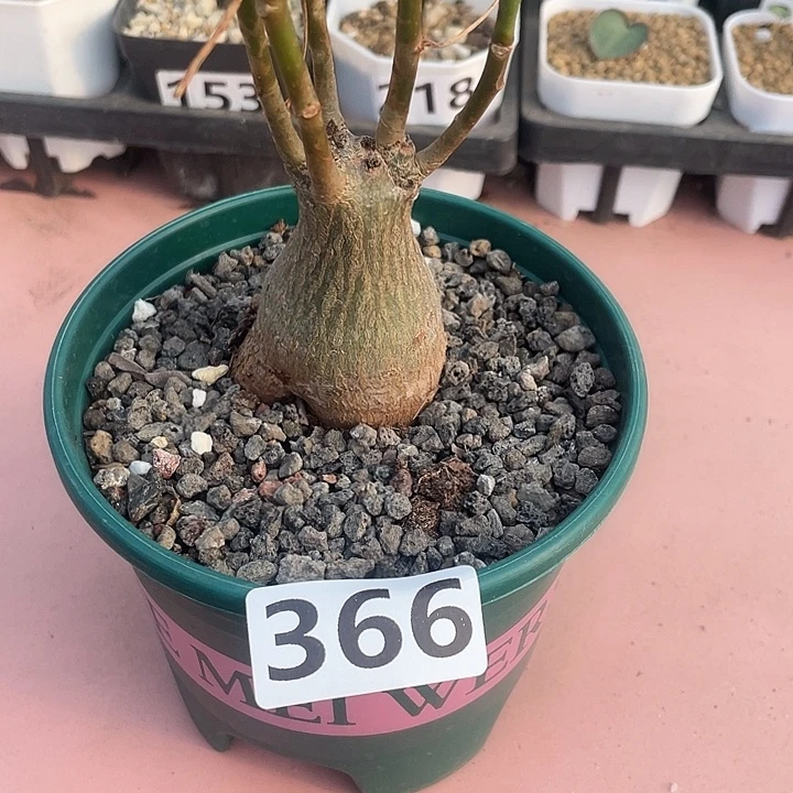 366龟甲木棉块根，