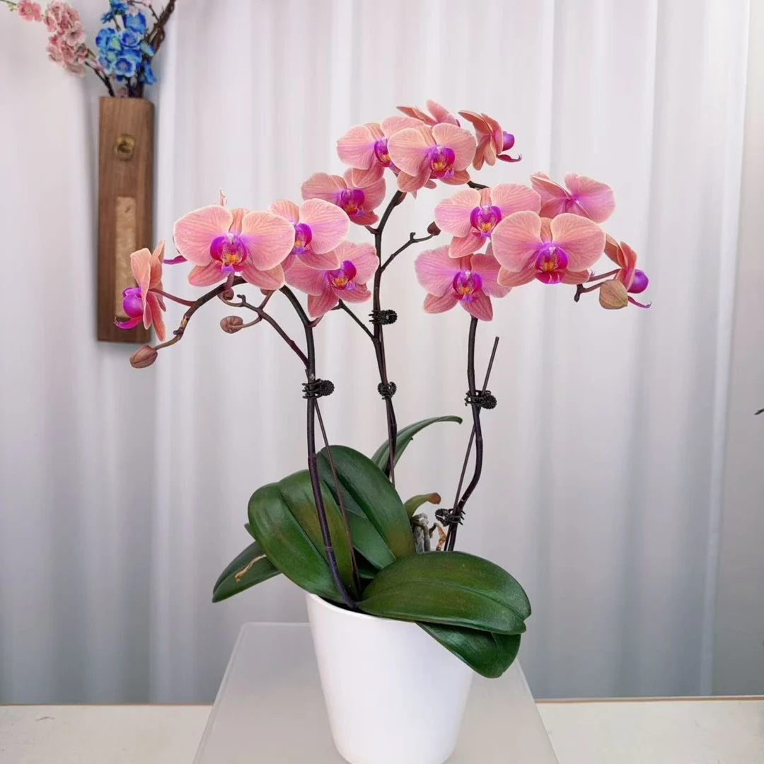 九仙嶂【开口笑01】高端蝴蝶兰室内花卉