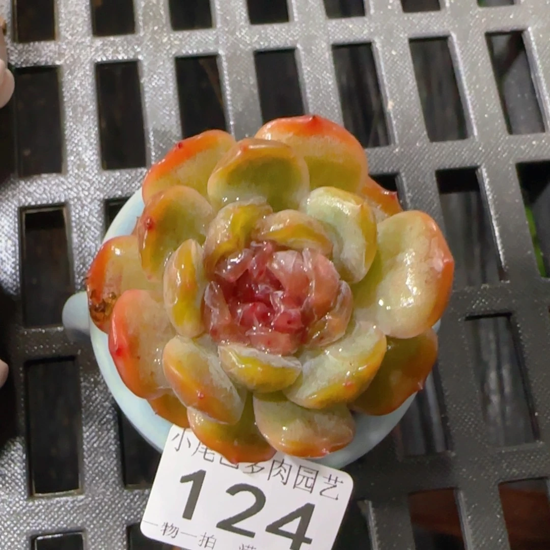 A5小尾巴5CM迷你拇指盆栽精控多肉124