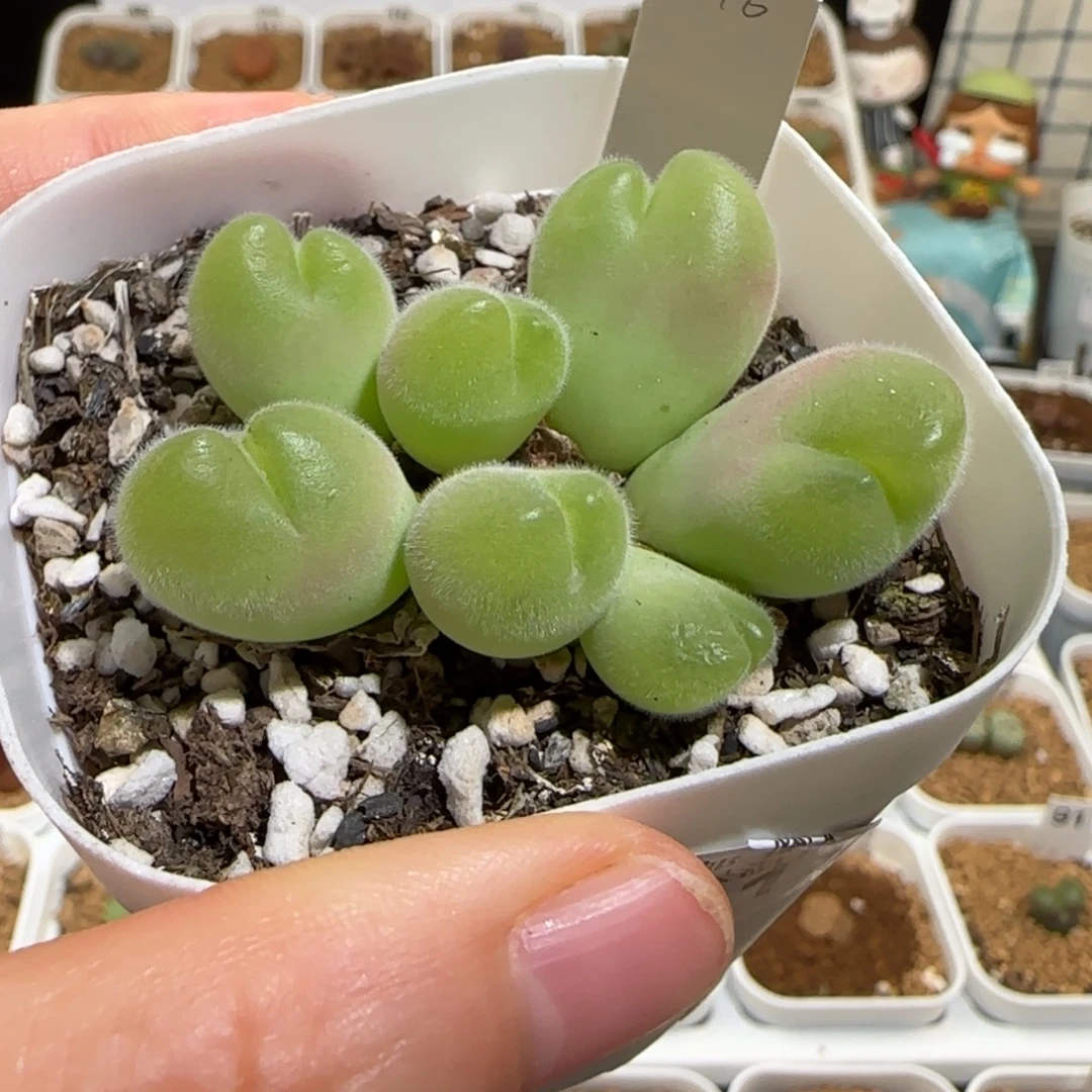 肉锥多肉植物组合-长毛翠滴母本1291
