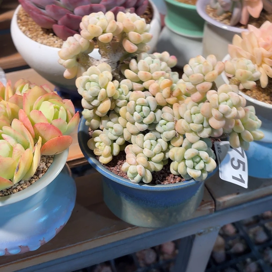 i***o罗琦多肉带盆发货751