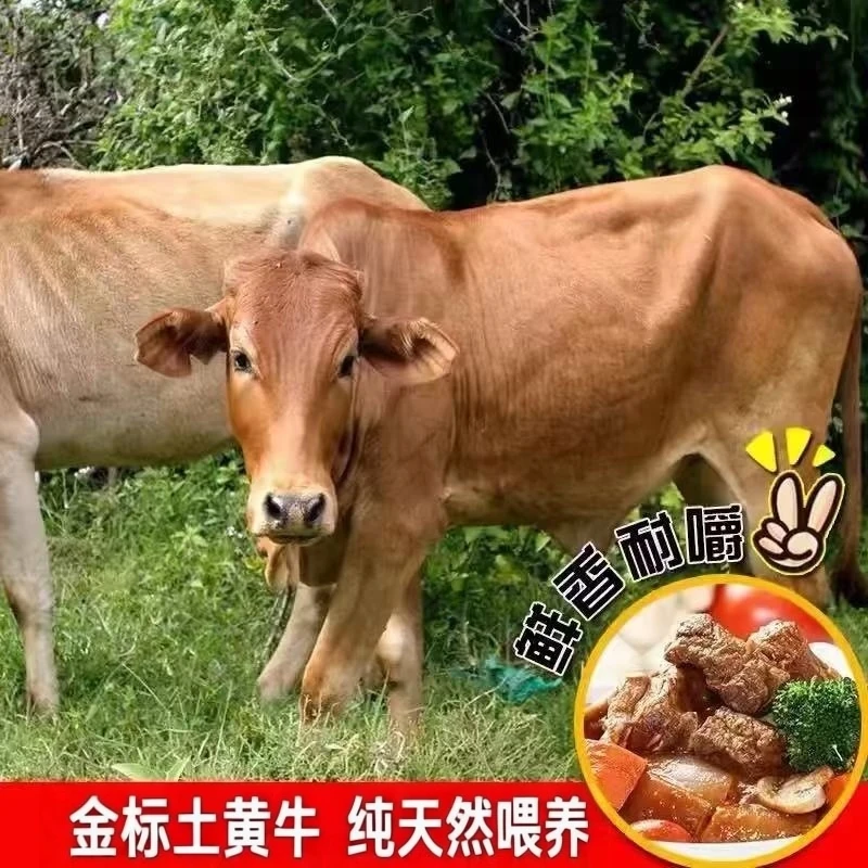 金标土黄牛农家散养纯天然喂养5年以上黄牛新鲜现杀混合装包邮