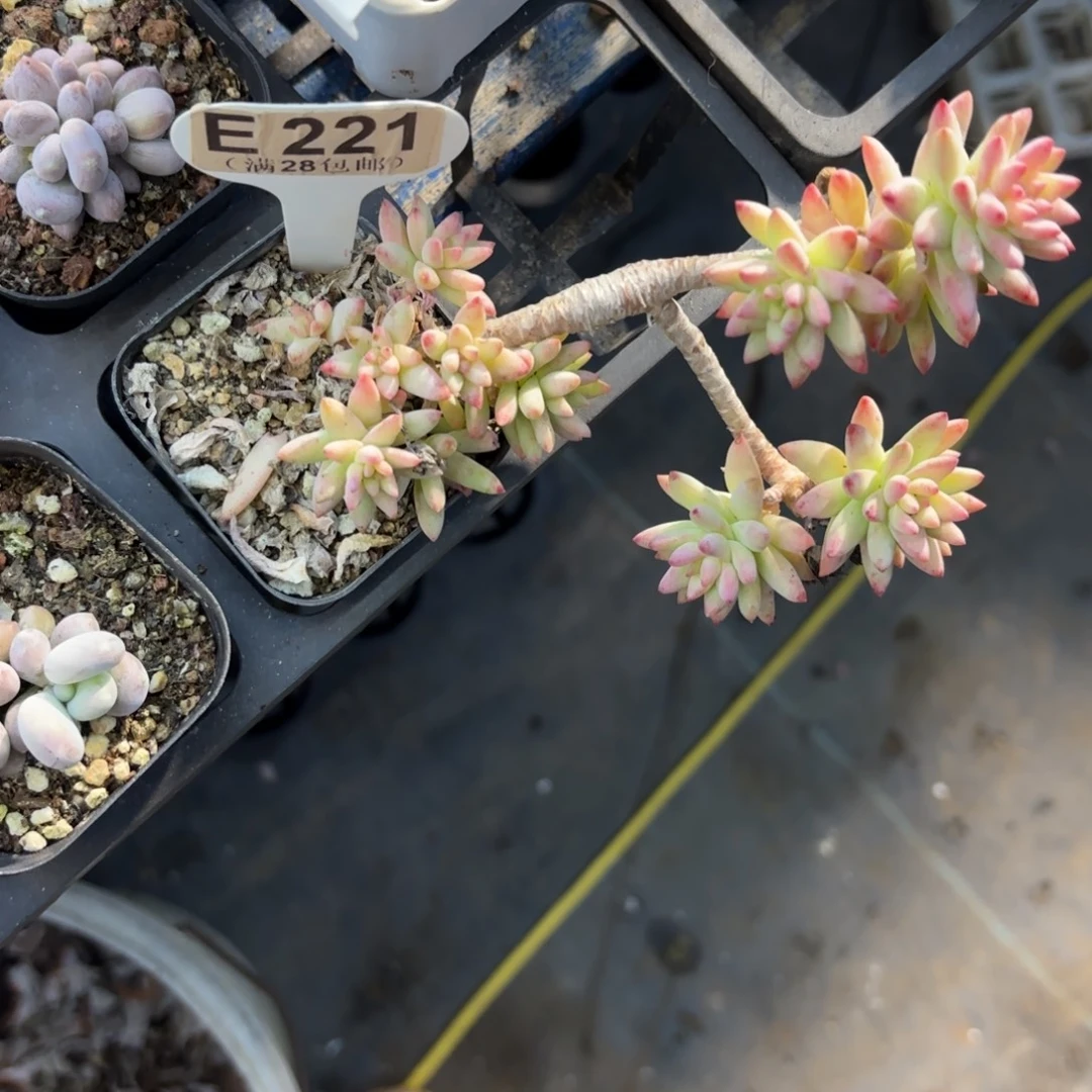 E221树冰一物一拍