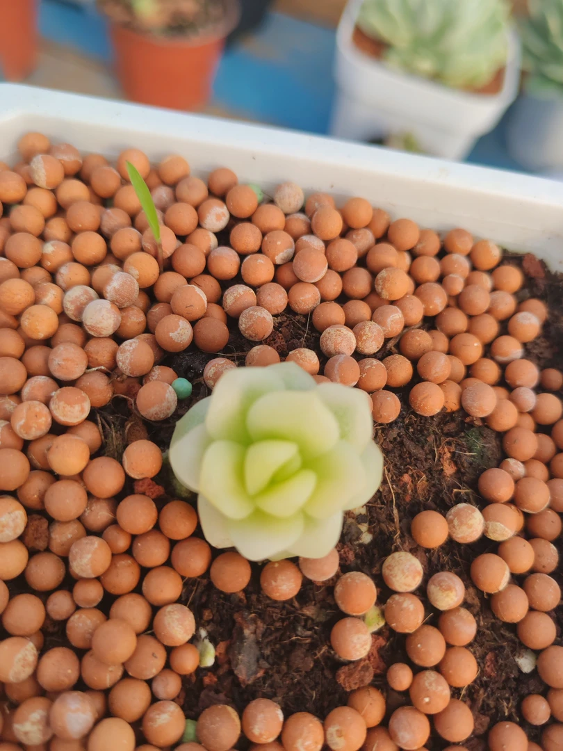 冰玉覆轮锦  多肉植物锦