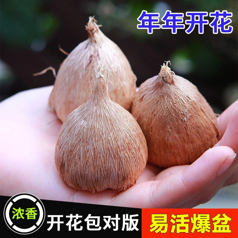 香雪兰种球混色进口重瓣小苍兰花卉鲜花盆栽花种子室内花苗植物花