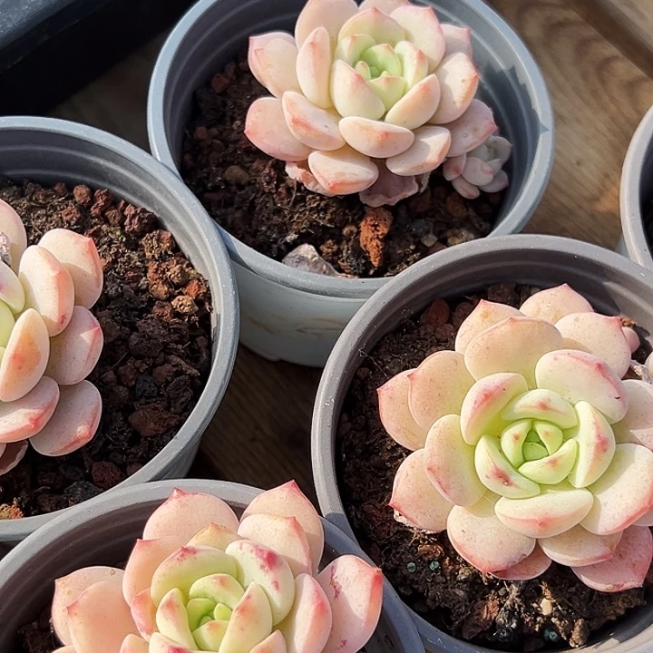 团097 五盆 单头 香草