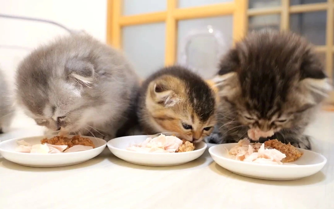 [小小周专属]五月猫咪快乐链接